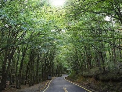 🌲 Губернаторство Бингёля объяснило вырубку деревьев в лесах