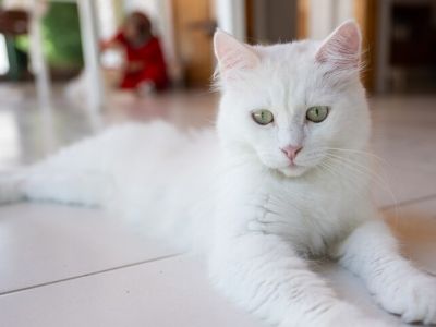 За жизнью ангорских кошек из Анкары теперь можно наблюдать онлайн из любой точки мира